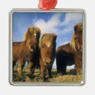Ornamento De Metal Shetland Pony, ilhas Shetland do continente,