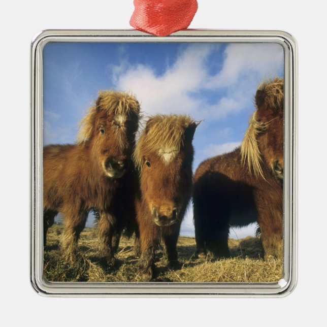 Ornamento De Metal Shetland Pony, ilhas Shetland do continente, (Frente)