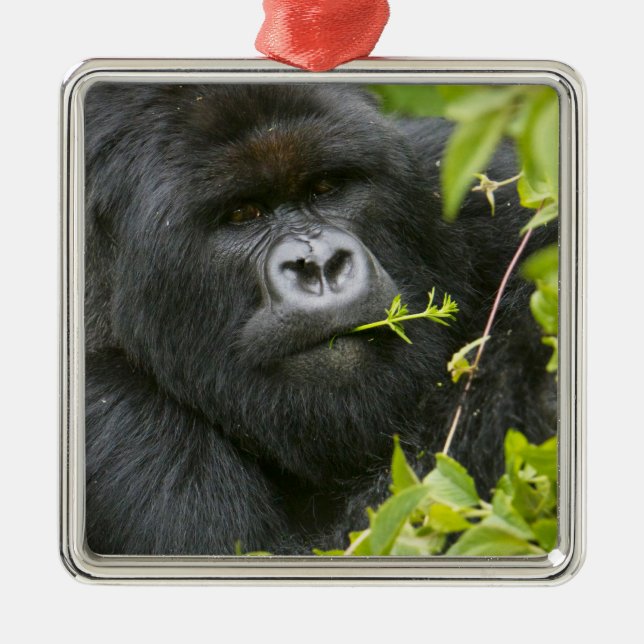 Ornamento De Metal Silverback Mountain Gorilla (Frente)