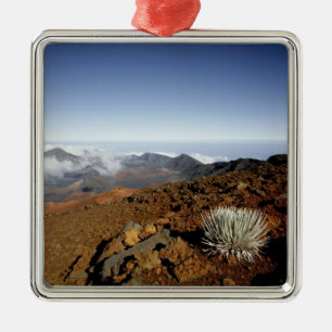 Ornamento De Metal Silversword no cume da cratera Haleakala de perto