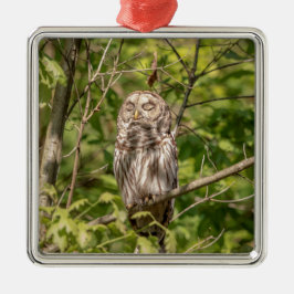 Ornamento De Metal Sleepy Barred Owl