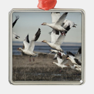 Ornamento De Metal Snow Geese Voadora