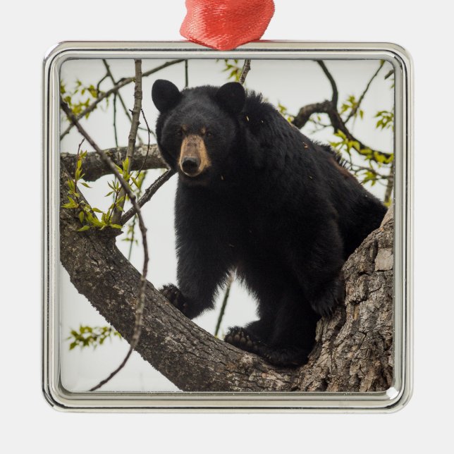 Ornamento De Metal Sobe Urso Negro (Frente)