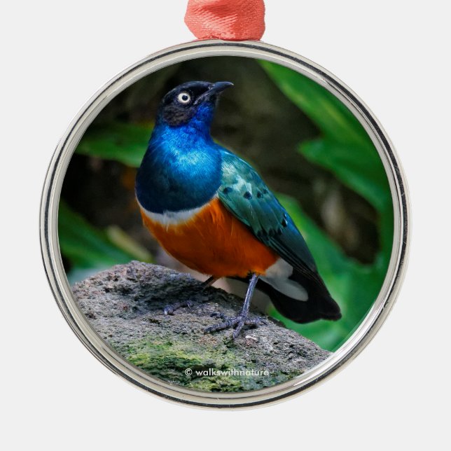Ornamento De Metal Sobrevivente Africano Superb Starling (Frente)