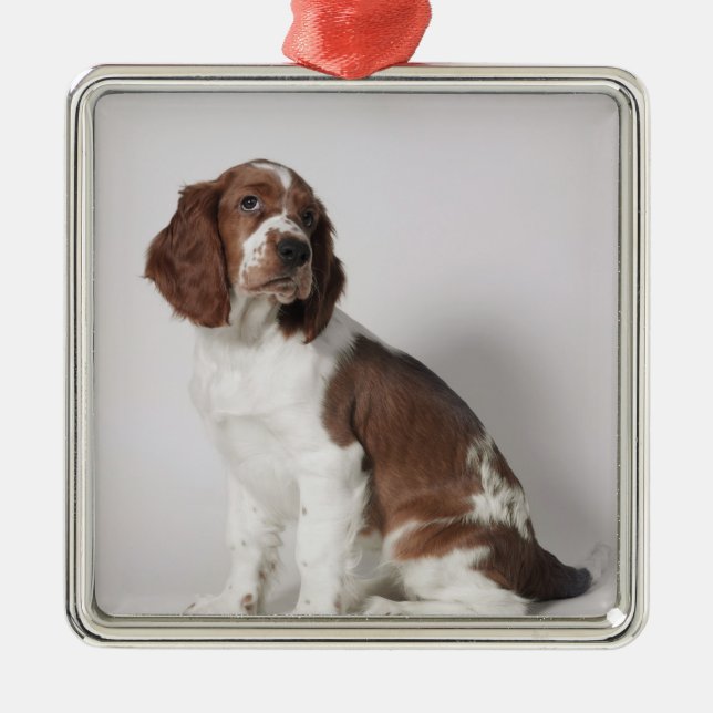 Ornamento De Metal Spaniel de Springer (Frente)
