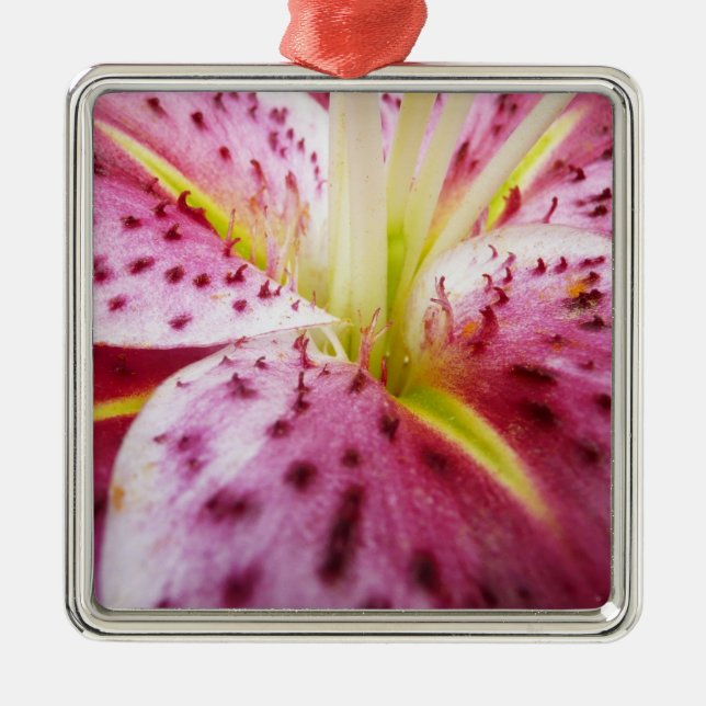 Ornamento De Metal Stargazer Lily Bright Magenta Floral (Frente)