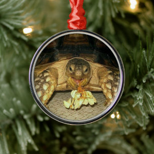 Ornamento De Metal Sulcata Tortoise, Sementes de Boca