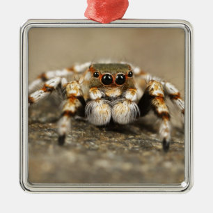 Ornamento De Metal Tarantula Jumping Bird Spider Acessórios incríveis