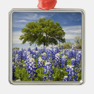 Ornamento De Metal Texas bluebonnets(lupinus texensis) e carvalho
