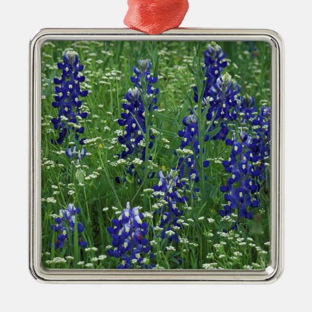 Ornamento De Metal Texas, Lago Buchanan. Texas Bluebonnet e Wild (Frente)