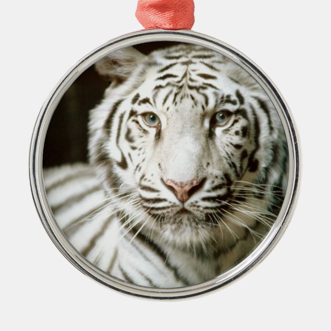 Ornamento De Metal Tigre Branco (Frente)