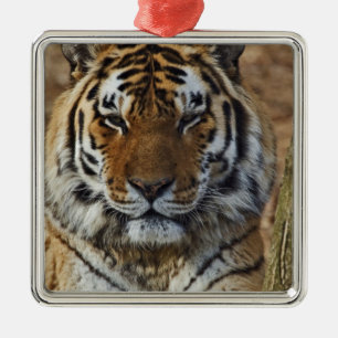 Ornamento De Metal Tigre-de-bengala, Panthera tigris, Louisville Zoo,