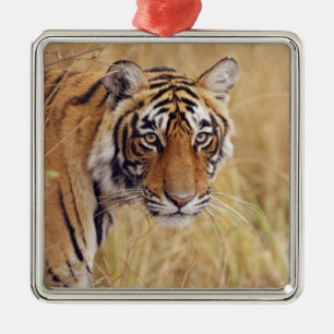 Ornamento De Metal Tigre-de-bengala-real