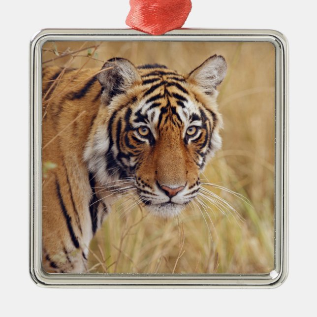 Ornamento De Metal Tigre-de-bengala-real (Frente)