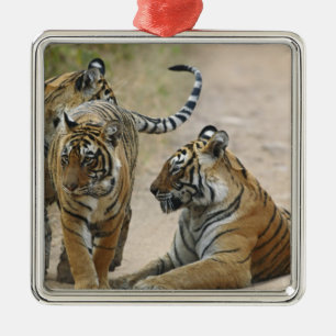 Ornamento De Metal Tigre-de-bengala-real e filhotes, Ranthambhor