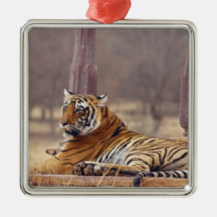 Ornamento De Metal Tigre-de-bengala-real no ceaph,