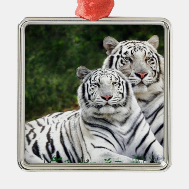 Ornamento De Metal Tigres brancos (Frente)