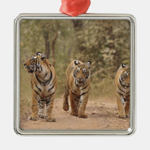 Ornamento De Metal Tigres de Bengala na pista, Ranthambhor