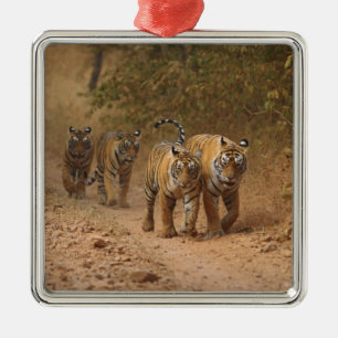 Ornamento De Metal Tigres de Bengala reais em movimento, Ranthambhor