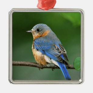 Ornamento De Metal Toutinegra-azul-fêmea, Sialia sialis