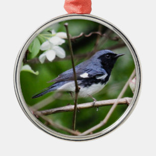 Ornamento De Metal toutinegra azul Preto-throated