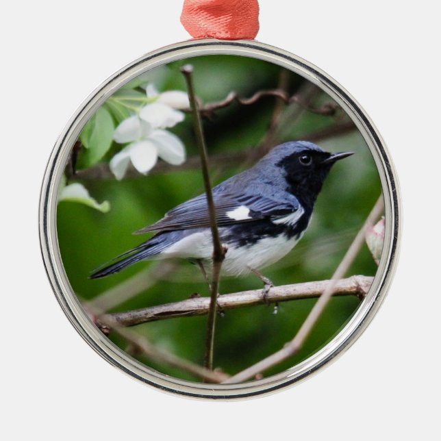 Ornamento De Metal toutinegra azul Preto-throated (Frente)