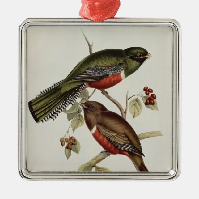 Ornamento De Metal Trogon Collaris (Frente)