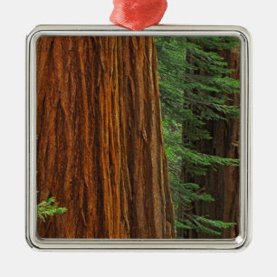 Ornamento De Metal troncos de sequóia gigante na floresta, Yosemite