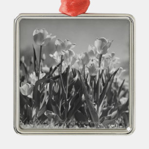 Ornamento De Metal Tulipas na flor