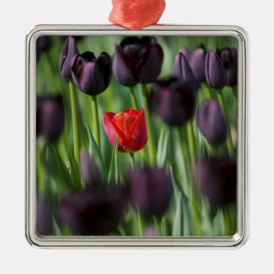 Ornamento De Metal Tulipas nos Jardins Keukenhof, Amsterdã,