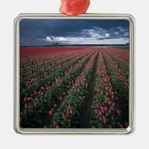 Ornamento De Metal Tulipas rosa brilhante e vermelho brilham sob o es