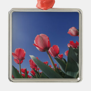 Ornamento De Metal Tulipas vermelhas de um ângulo muito baixo, Cincin