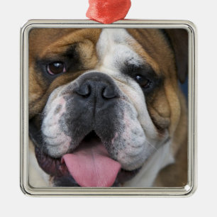 Ornamento De Metal Um bulldog inglês na Bélgica.