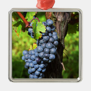 Ornamento De Metal Um cacho de uvas merlot maduras em uma videira com