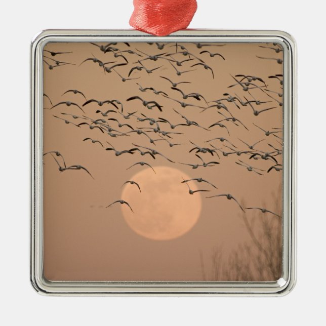 Ornamento De Metal Um grupo migratório de gansos de neve, Grus (Frente)