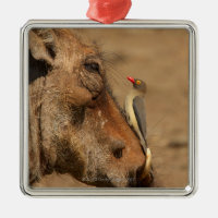 Um Oxpecker em um snout dos warthogs,