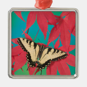 Ornamento De Metal Uma Borboleta Canadense Tiger Swallowtail