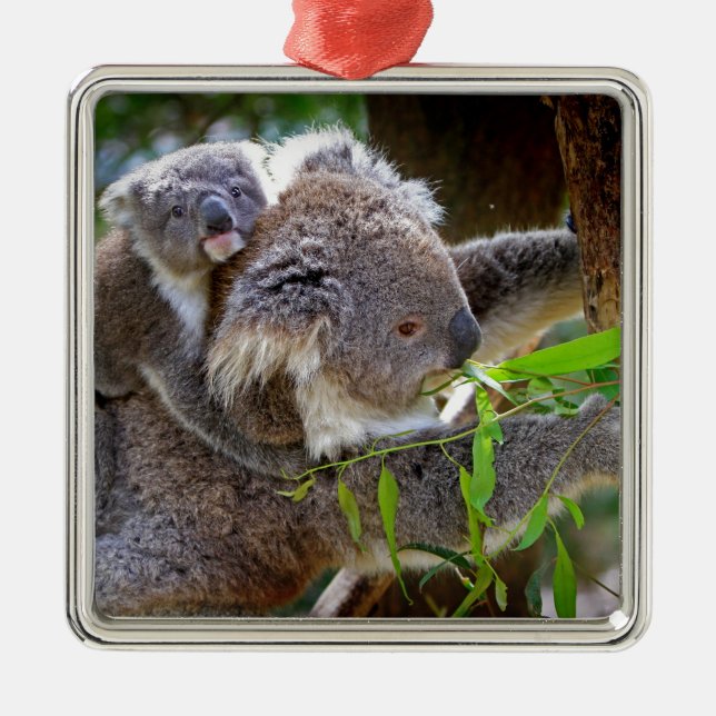 Ornamento De Metal Urso de koala bonito do bebê com mamã em uma (Frente)