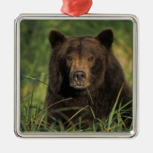 Ornamento De Metal urso marrom, arctos do Ursus, urso de urso, Ursus