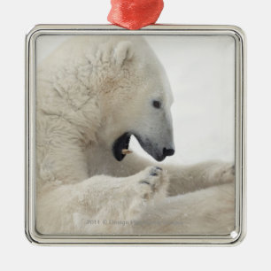 Ornamento De Metal Urso polar que contrata em uma luta com um outro