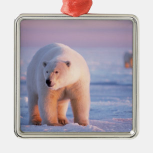 Ornamento De Metal urso polar, Ursus maritimus