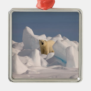 Ornamento De Metal urso polar, Ursus maritimus, no gelo áspero