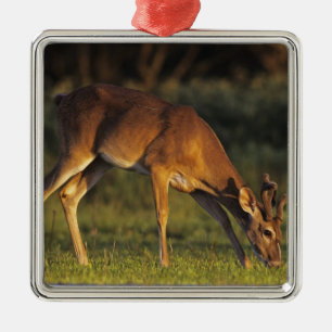 Ornamento De Metal Veado-mateiro, Odocoileus virginianus
