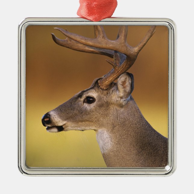 Ornamento De Metal Veado-mateiro, Odocoileus virginianus, (Frente)
