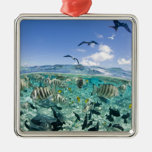 Ornamento De Metal Viagem de Lagoon safari com Stingrays (Frente)