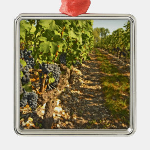 Ornamento De Metal Vinhas de Cabernet Sauvignon em uma fileira na