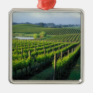 Ornamento De Metal Vinhos em filas negras no Napa da Califórnia