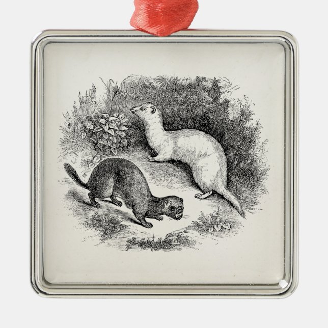 Ornamento De Metal Visons da doninhas das doninhas dos 1800s da (Frente)