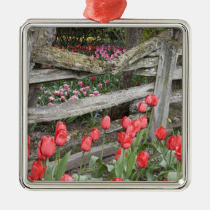 Ornamento De Metal WA, Skagit Valley, Roozengaarde Tulip Garden,