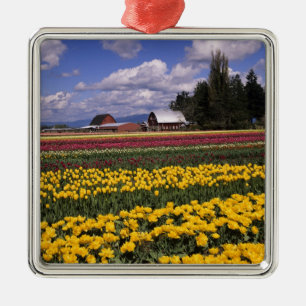 Ornamento De Metal WA, Vale do Skagit, Tulipa do Vale do Skagit